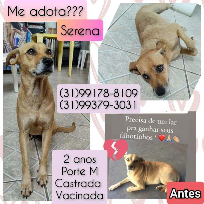 Cachorro raça SRD idade 2 anos nome Serena 