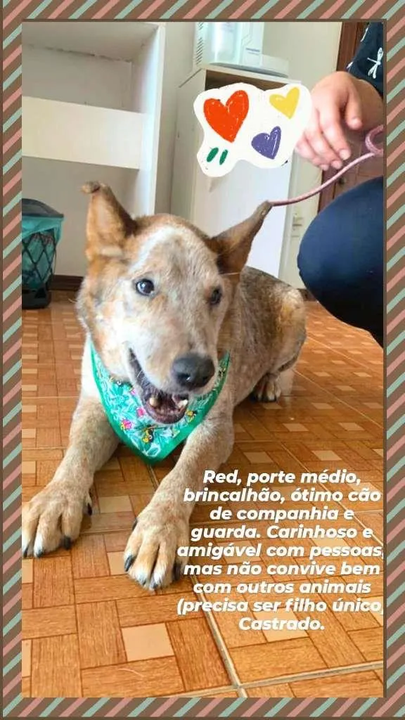 Cachorro raça Red Heeler idade 6 ou mais anos nome Red
