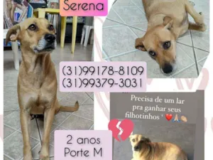 Cachorro raça SRD idade 2 anos nome Serena 