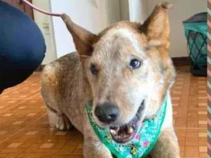 Cachorro raça Red Heeler idade 6 ou mais anos nome Red
