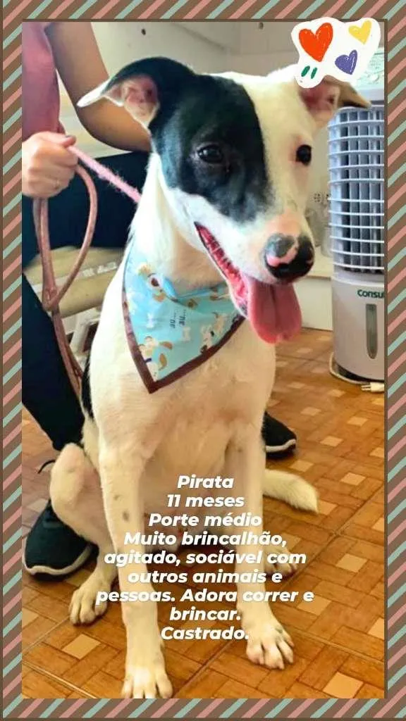 Cachorro raça SRD-ViraLata idade 1 ano nome Pirata