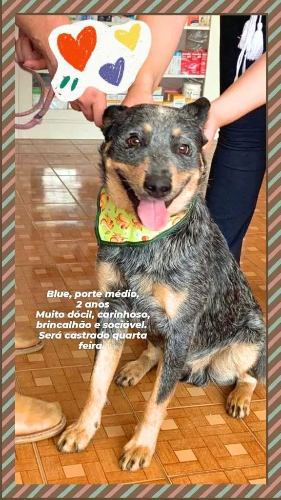 Cachorro raça Blue Heeler idade 2 anos nome Blue