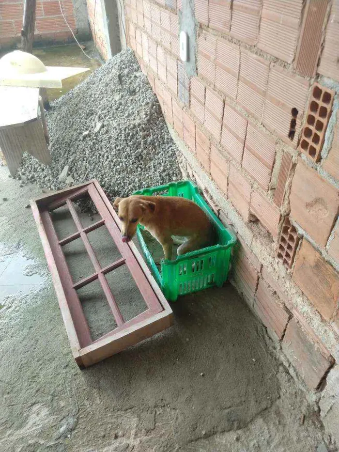 Cachorro ra a Vira lata idade 2 anos nome Florzinha