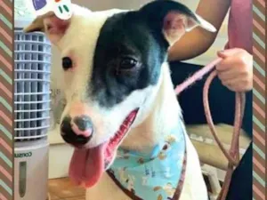 Cachorro raça SRD-ViraLata idade 1 ano nome Pirata