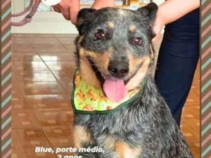 Cachorro raça Blue Heeler idade 2 anos nome Blue
