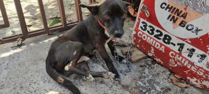 Cachorro ra a Vira lata idade 1 ano nome Thor