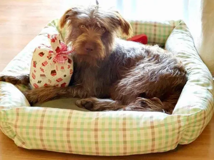 Cachorro raça  idade 2 anos nome Bombom