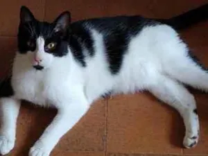 Gato raça Srd idade 1 ano nome Pitoco