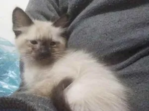 Gato raça Siamês  idade 2 a 6 meses nome Pipoca bb lindo 