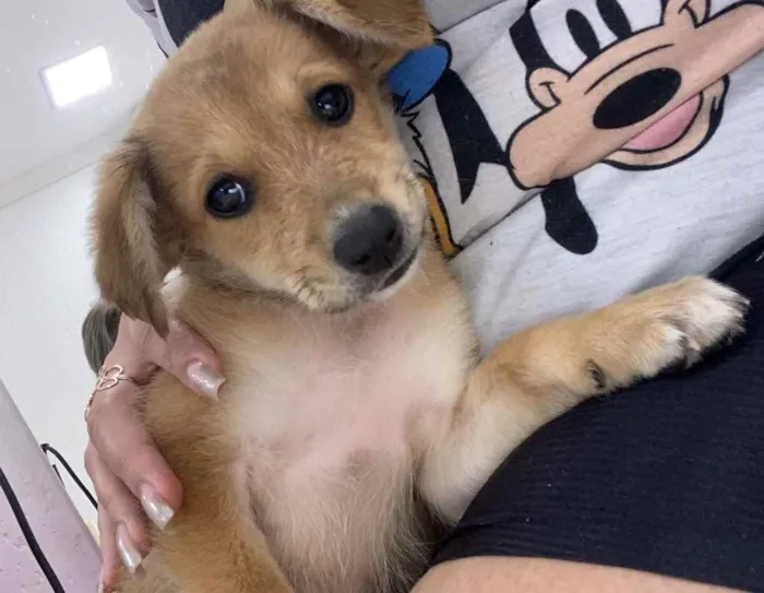 Cachorro ra a Sem raça  idade Abaixo de 2 meses nome Adoção responsável 