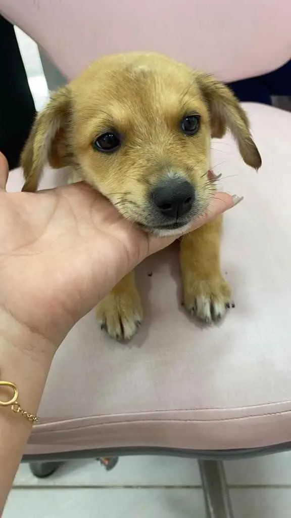 Cachorro ra a Sem raça  idade Abaixo de 2 meses nome Adoção responsável 
