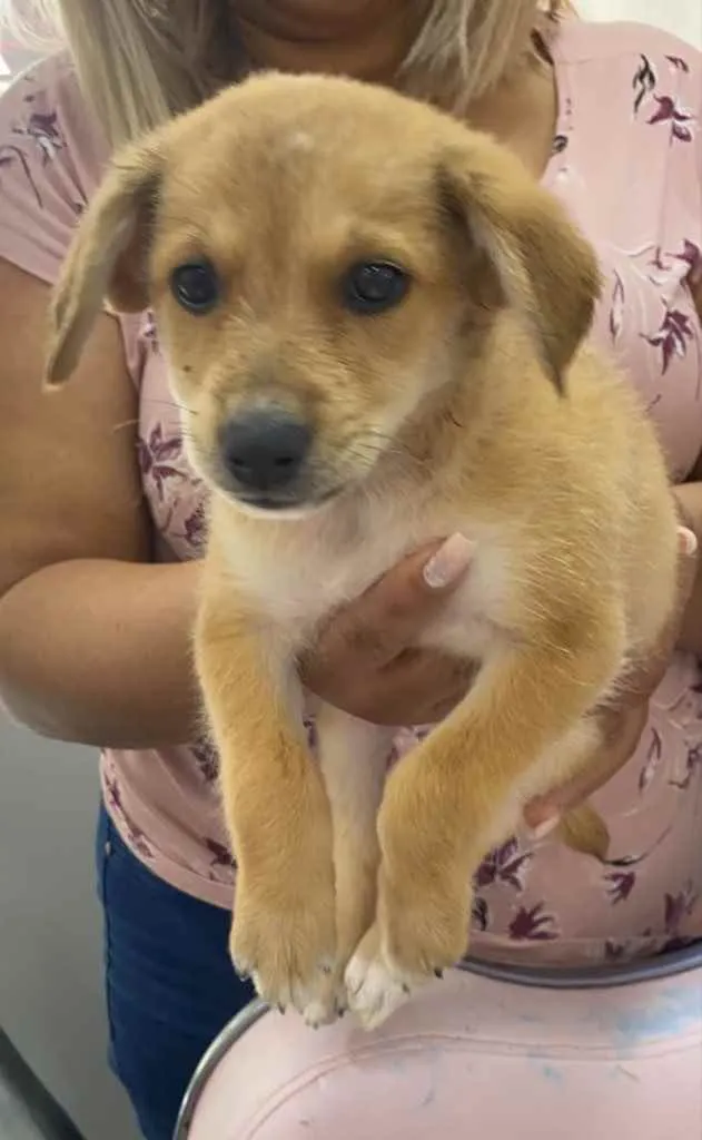 Cachorro ra a Sem raça  idade Abaixo de 2 meses nome Adoção responsável 