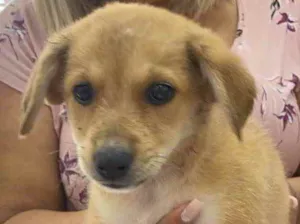 Cachorro raça Sem raça  idade Abaixo de 2 meses nome Adoção responsável 