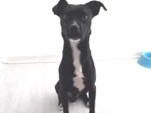 Cachorro raça Srd idade 1 ano nome Nutella
