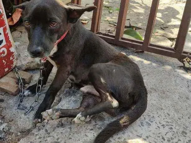 Cachorro ra a Vira lata idade 1 ano nome Thor