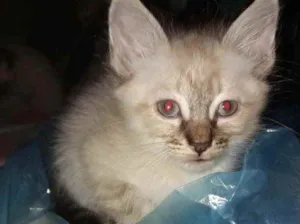Gato raça Srd  idade  nome Marshmallow bb lindo