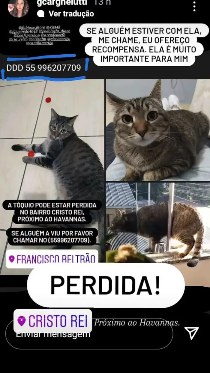 Gato ra a  idade 4 anos nome Tóquio