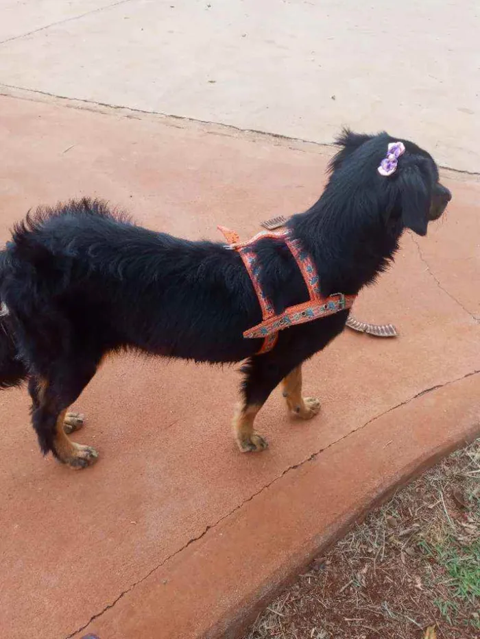 Cachorro ra a Mista idade 1 ano nome Esmetalda