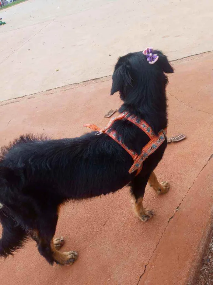 Cachorro ra a Mista idade 1 ano nome Esmetalda