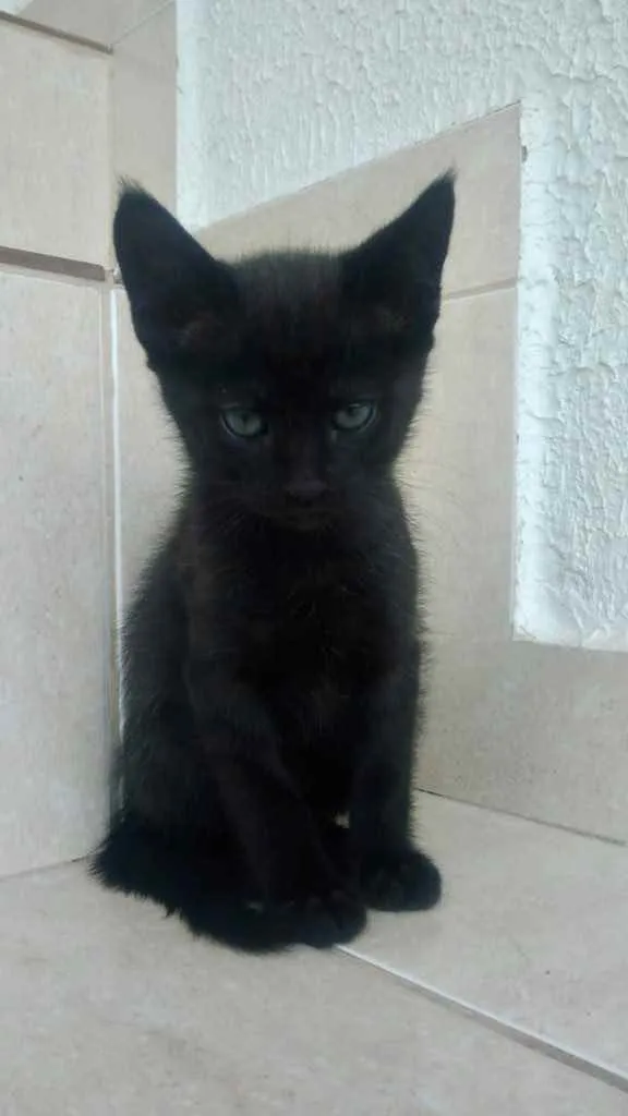 Gato raça Srd idade Abaixo de 2 meses nome Chocolat bebê lindo 