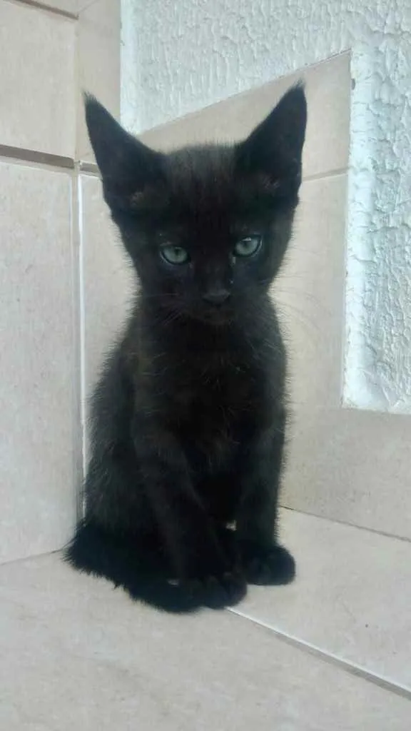 Gato raça Srd idade Abaixo de 2 meses nome Chocolat bebê lindo 