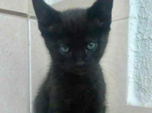 Gato raça Srd idade Abaixo de 2 meses nome Chocolat bebê lindo 