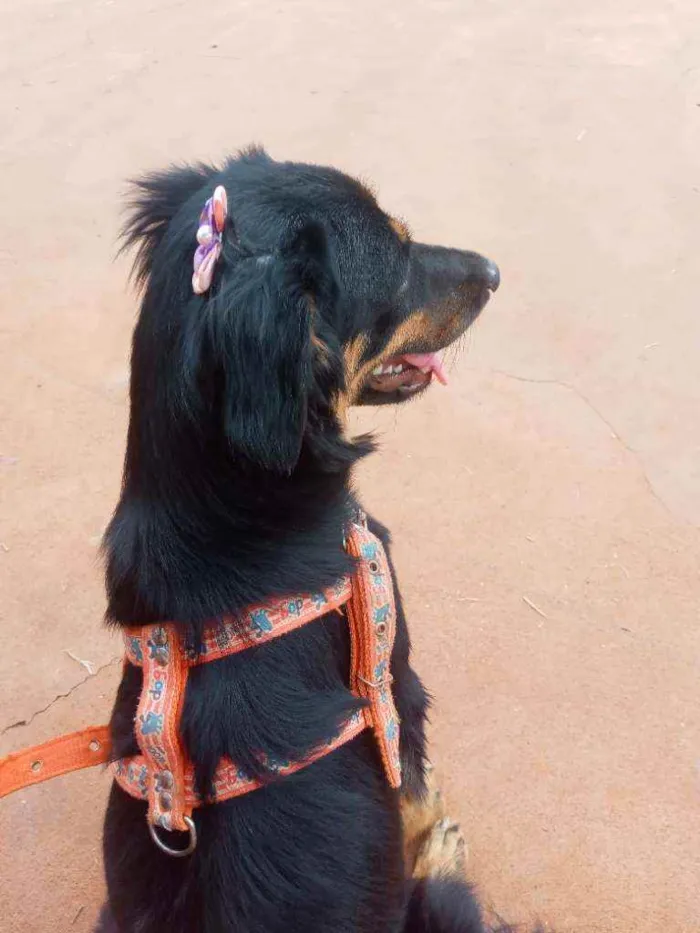 Cachorro ra a Mista idade 1 ano nome Esmeralda