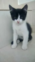 Gato raça Srd frajolinha  idade Abaixo de 2 meses nome Oreo bb lindo 50dias