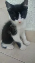 Gato raça Srd frajolinha  idade Abaixo de 2 meses nome Oreo bb lindo 50dias