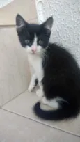 Gato raça Srd frajolinha  idade Abaixo de 2 meses nome Oreo bb lindo 50dias