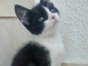 Gato raça Srd frajolinha  idade Abaixo de 2 meses nome Oreo bb lindo 50dias