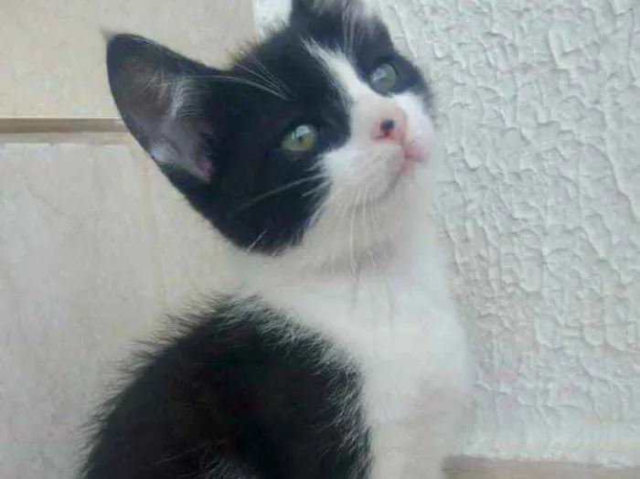 Gato raça Srd frajolinha  idade Abaixo de 2 meses nome Oreo bb lindo 50dias