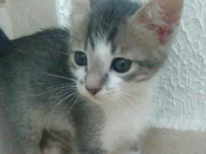 Gato raça Srd idade Abaixo de 2 meses nome Vanilla bb lindo