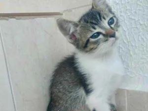 Gato raça Srd idade Abaixo de 2 meses nome Cookie bb lindo 