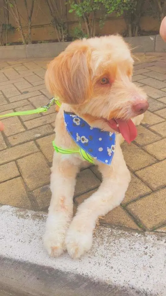 Cachorro raça  idade 4 anos nome SPOT E CARAMELO