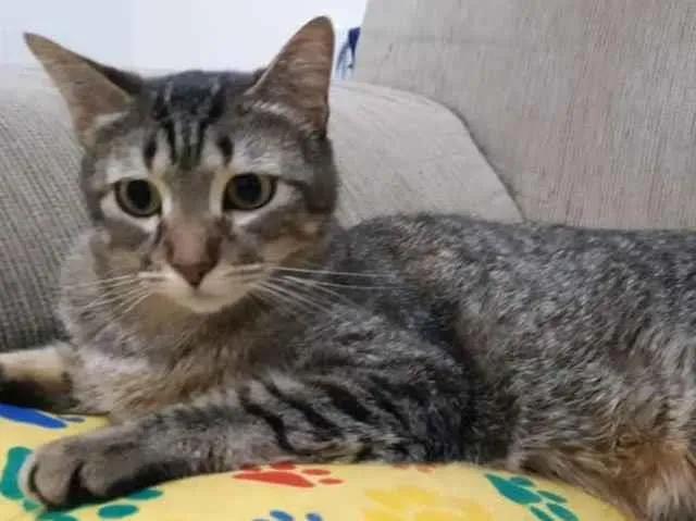 Gato ra a  idade 4 anos nome Tóquio