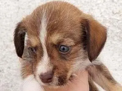 Cachorro ra a Sem raça definida idade Abaixo de 2 meses nome Sem nome
