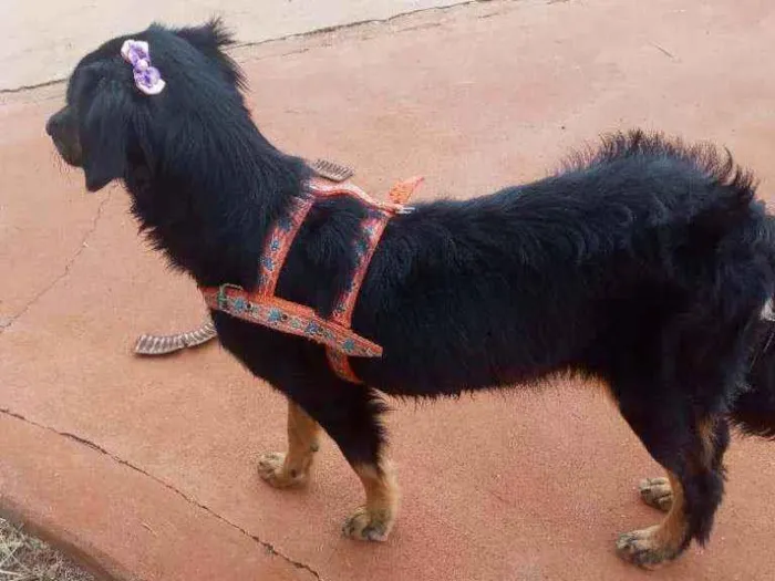 Cachorro ra a Mista idade 1 ano nome Esmetalda