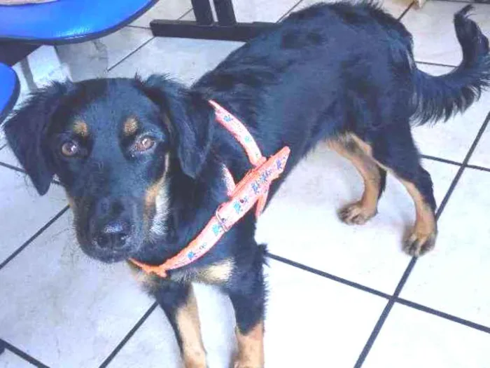 Cachorro ra a Mista idade 1 ano nome Esmeralda