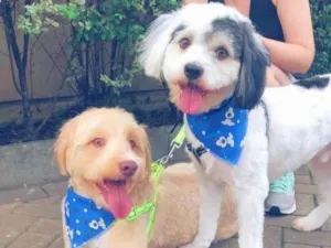 Cachorro raça  idade 4 anos nome SPOT E CARAMELO