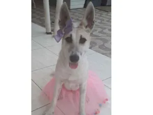 Cachorro raça SRD idade 7 a 11 meses nome Valentina