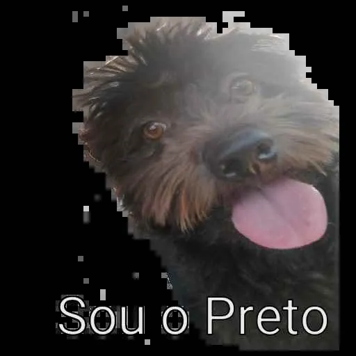 Cachorro ra a Poodle idade 3 anos nome Preto