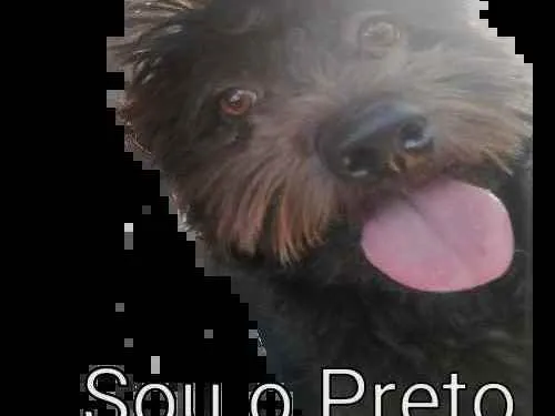 Cachorro ra a Poodle idade 3 anos nome Preto