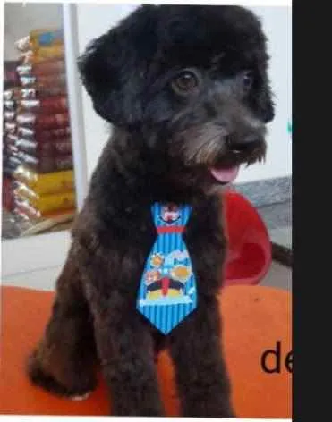 Cachorro ra a Poodle idade 3 anos nome Preto