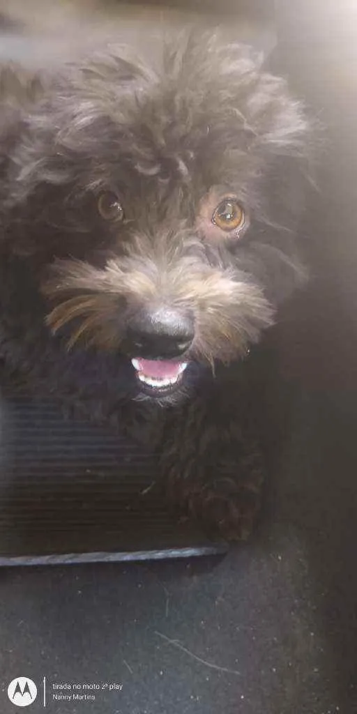 Cachorro ra a Poodle idade 3 anos nome Preto