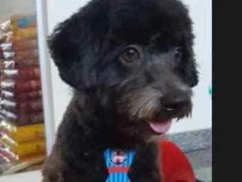 Cachorro ra a Poodle idade 3 anos nome Preto