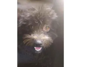 Cachorro raça Poodle idade 3 anos nome Preto