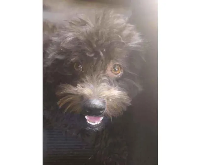 Cachorro ra a Poodle idade 3 anos nome Preto