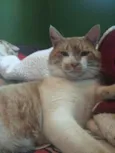 Marcos 