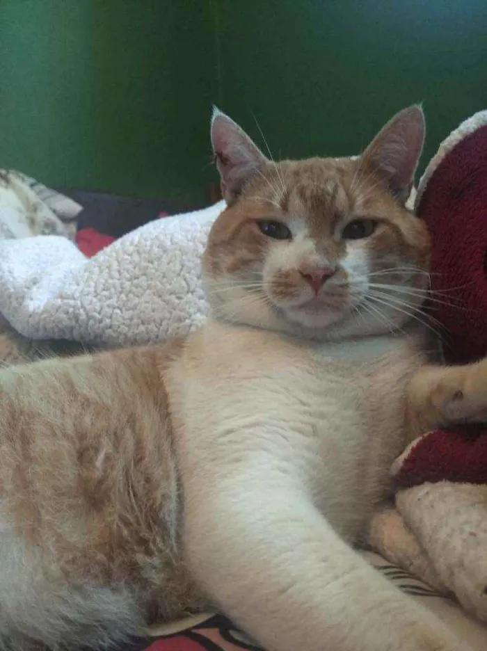 Gato raça Indefinida idade 6 ou mais anos nome Marcos 